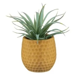 Aloe pot colore