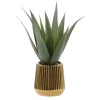 Aloe pot strie or