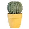 Cactus rond en pot