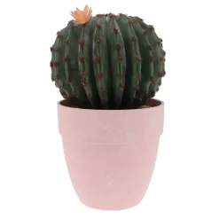Cactus rond en pot