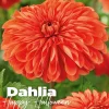 Dahlia happy halloween
