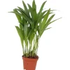 Dypsis pot 7cm h30-35