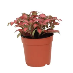 Fittonia pot 7cm h8-12