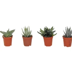 Haworthia pot 5,5cm h 10