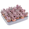 Kalanchoe pot 5,5cm h8-10