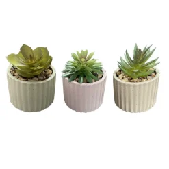 Mini succulente pot strie