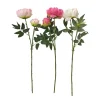 Pivoine en tige