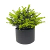 Plante en pot