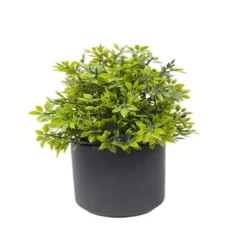 Plante en pot