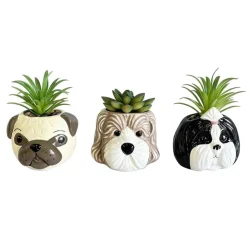 Succulente pot chien